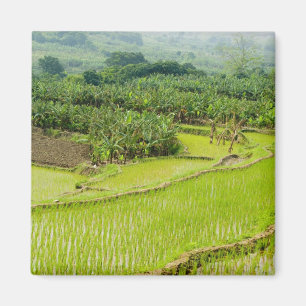 Asien, China, Provinz Yunnan, Honghe. Banane Magnet