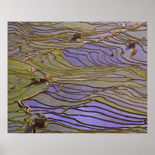 Asien, China, Provinz Yunnan, Yuanyang. Überschwem Poster