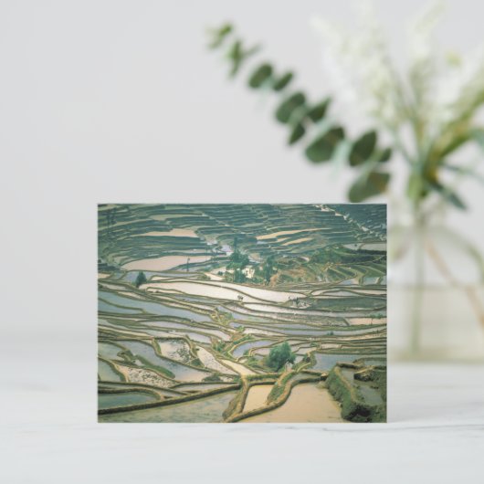 Asien, China. Überschwemmte Reisterrassen in der N Postkarte (Stehend Vorderseite)