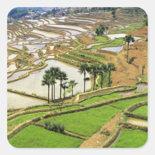Asien, China, Yunnan, Honghe.  Reisterrassen in de Quadratischer Aufkleber