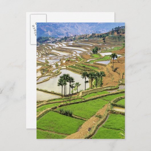 Asien, China, Yunnan, Honghe. Reisterrassen in der Postkarte (Vorne/Hinten)