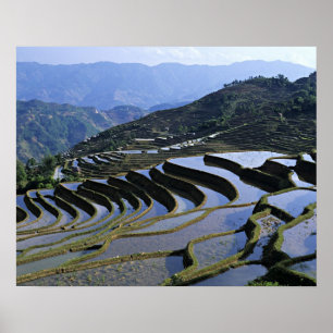 Asien, China, Yunnan, Yuanyang. gequält Poster