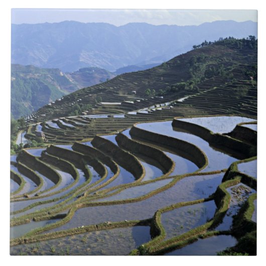 Asien, China, Yunnan, Yuanyang. geraubt Fliese (Vorderseite)