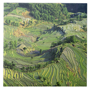 Asien, China, Yunnan, Yuanyang. Grünmuster Fliese
