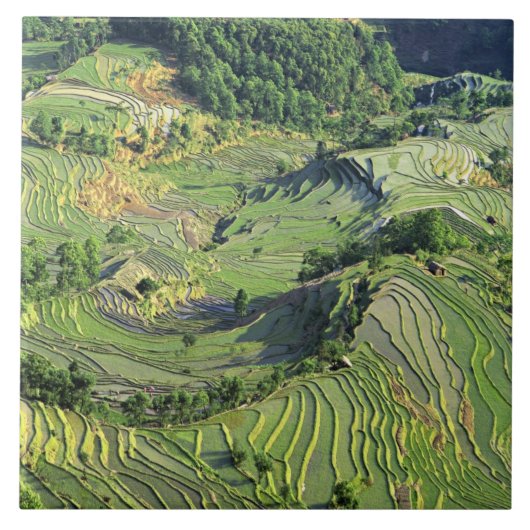 Asien, China, Yunnan, Yuanyang. Grünmuster Fliese (Vorderseite)