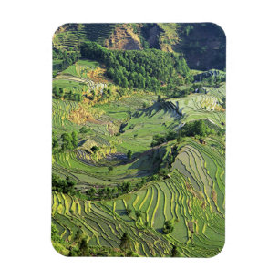 Asien, China, Yunnan, Yuanyang. Grünmuster Magnet