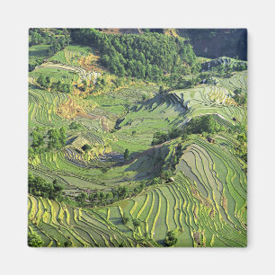 Asien, China, Yunnan, Yuanyang. Grünmuster Magnet