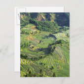 Asien, China, Yunnan, Yuanyang. Grünmuster Postkarte (Vorne/Hinten)