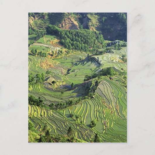 Asien, China, Yunnan, Yuanyang. Grünmuster Postkarte (Vorderseite)