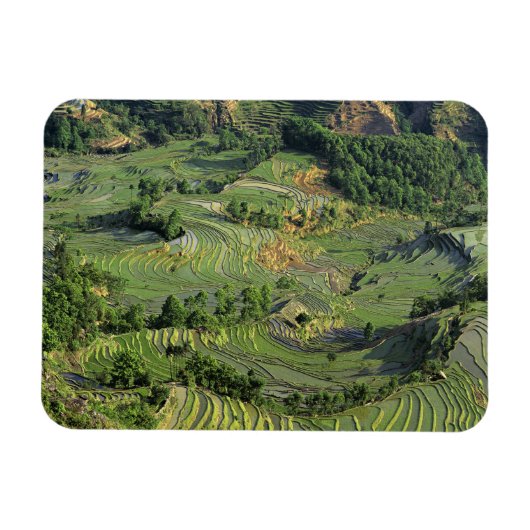 Asien, China, Yunnan, Yuanyang. Muster Grün 2 Magnet (Horizontal)