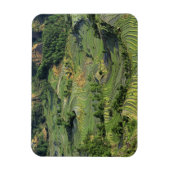 Asien, China, Yunnan, Yuanyang. Muster Grün 2 Magnet (Vertikal)