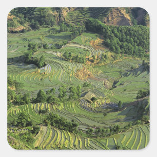 Asien, China, Yunnan, Yuanyang. Muster Grün 2 Quadratischer Aufkleber