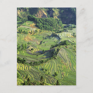 Asien, China, Yunnan, Yuanyang. Muster in Grün Postkarte