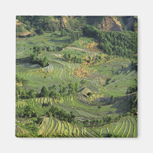 Asien, China, Yunnan, Yuanyang. Muster von Grün 2 Magnet
