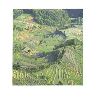 Asien, China, Yunnan, Yuanyang. Muster von Grün Notizblock