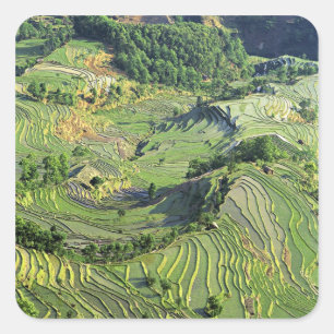Asien, China, Yunnan, Yuanyang. Muster von Grün Quadratischer Aufkleber
