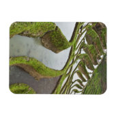 Asien, China, Yunnan, Yuanyang. Überlaufreis Magnet (Horizontal)