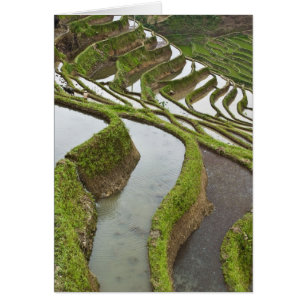 Asien, China, Yunnan, Yuanyang. Überschwemmter Rei