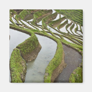 Asien, China, Yunnan, Yuanyang. Überschwemmter Rei Magnet