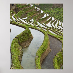 Asien, China, Yunnan, Yuanyang. Überschwemmter Rei Poster