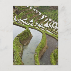 Asien, China, Yunnan, Yuanyang. Überschwemmter Rei Postkarte