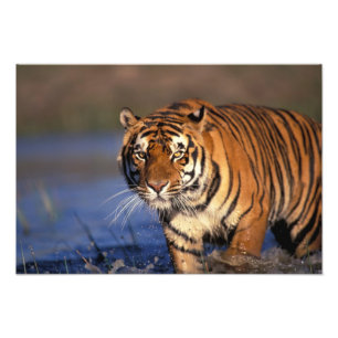 ASIEN, Indien, Bengal-Tiger Panthera tigris) Fotodruck