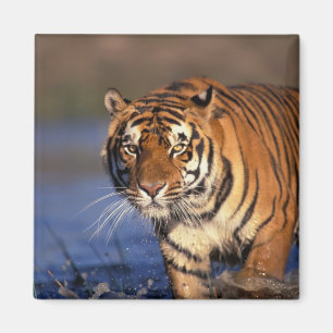 ASIEN, Indien, Bengal-Tiger Panthera tigris) Magnet