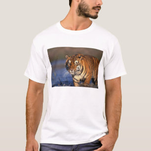 ASIEN, Indien, Bengal Tiger (Panthera tigris) T-Shirt