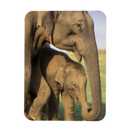 Asien, Indien, Nargahole Nationalpark. Indianer Magnet (Vertikal)