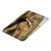 Asien, Indien, Nargahole Nationalpark. Indianer Magnet (Linke Seite)