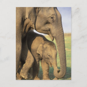 Asien, Indien, Nargahole Nationalpark. Indianer Postkarte