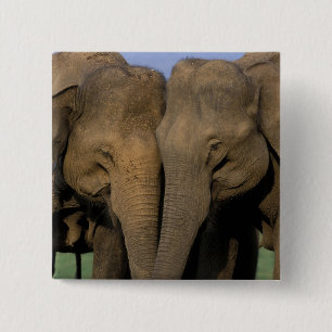 Asien, Indien, Nargahole Nationalpark. Indisch Button
