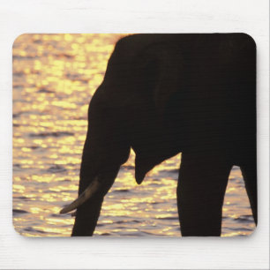 Asien, Indien, Nargahole Nationalpark. Indisch Mousepad