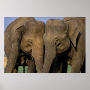 Asien, Indien, Nargahole Nationalpark. Indisch Poster