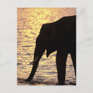 Asien, Indien, Nargahole-Nationalpark. Indisch Postkarte