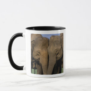 Asien, Indien, Nargahole Nationalpark. Indisch Tasse