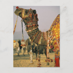 Asien, Indien, Puschkar. Camel Shamu, Puschkar Postkarte
