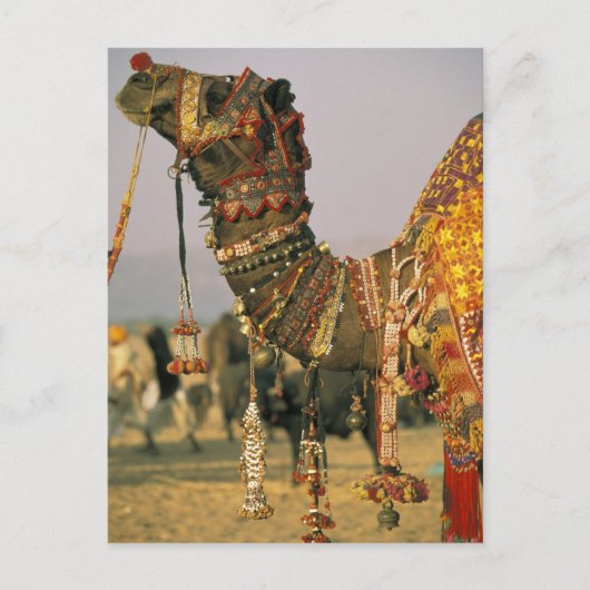 Asien, Indien, Puschkar. Camel Shamu, Puschkar Postkarte (Vorderseite)