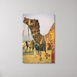 Asien, Indien, Pushkar. Kamel Shamu, Pushkar Leinwanddruck