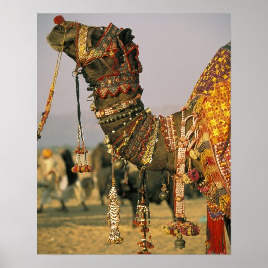 Asien, Indien, Pushkar. Kamel Shamu, Pushkar Poster (Vorne)
