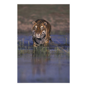 ASIEN, Indien Tiger beim Durchqueren des Wassers Fotodruck