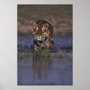 ASIEN, Indien Tiger beim Durchqueren des Wassers Poster