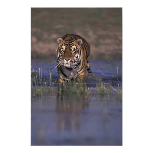 ASIEN, Indien Tiger durch das Wasser Fotodruck (Vorne)