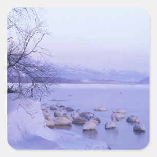 Asien, Japan, Hokkaido, Akan NP, Whopper Swans Quadratischer Aufkleber