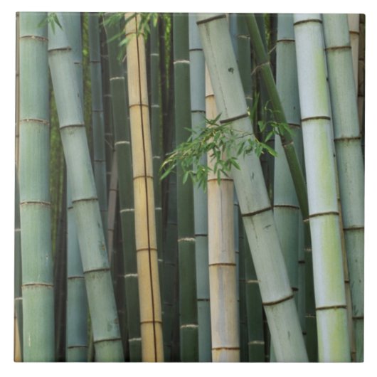 Asien, Japan, Kyoto, Arashiyama, Sagano, Bamboo Fliese (Vorderseite)