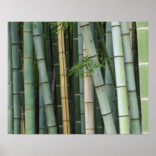 Asien, Japan, Kyoto, Arashiyama, Sagano, Bamboo Poster (Vorne)