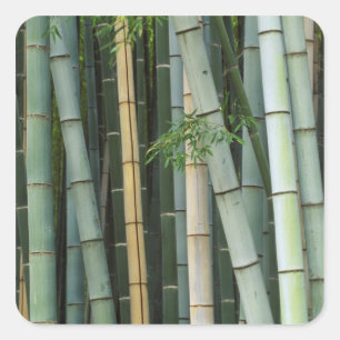 Asien, Japan, Kyoto, Arashiyama, Sagano, Bamboo Quadratischer Aufkleber