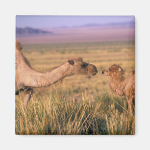 Asien, Mongolei, Gobi-Wüste, Große Gobi Magnet