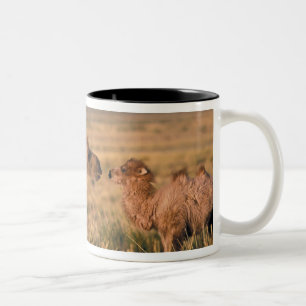 Asien, Mongolei, Gobi-Wüste, Große Gobi Zweifarbige Tasse