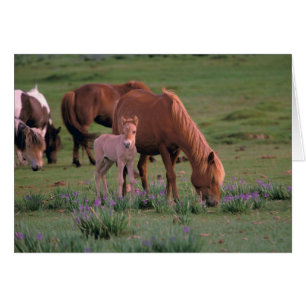 Asien, Mongolei, Gobi-Wüste. Wilde Pferde